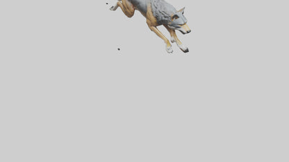 3D model Indian Wolf running model VR / AR / low-poly