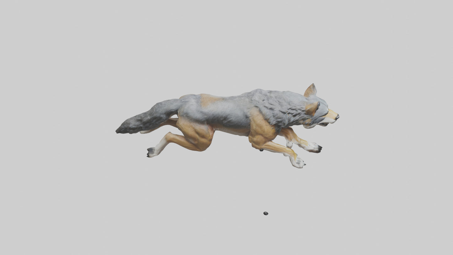 3D model Indian Wolf running model VR / AR / low-poly