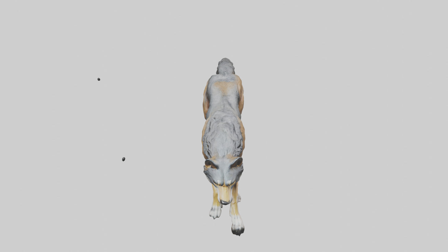 3D model Indian Wolf running model VR / AR / low-poly