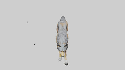 3D model Indian Wolf running model VR / AR / low-poly