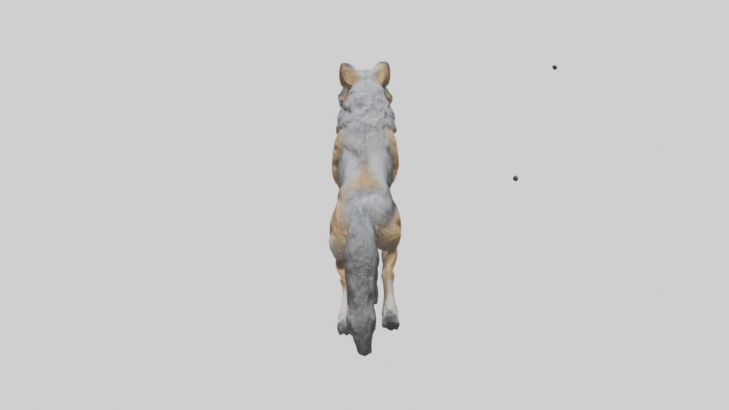 3D model Indian Wolf running model VR / AR / low-poly