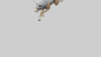 3D model Indian Wolf running model VR / AR / low-poly