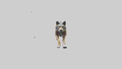 3D model Indian Wolf running model VR / AR / low-poly