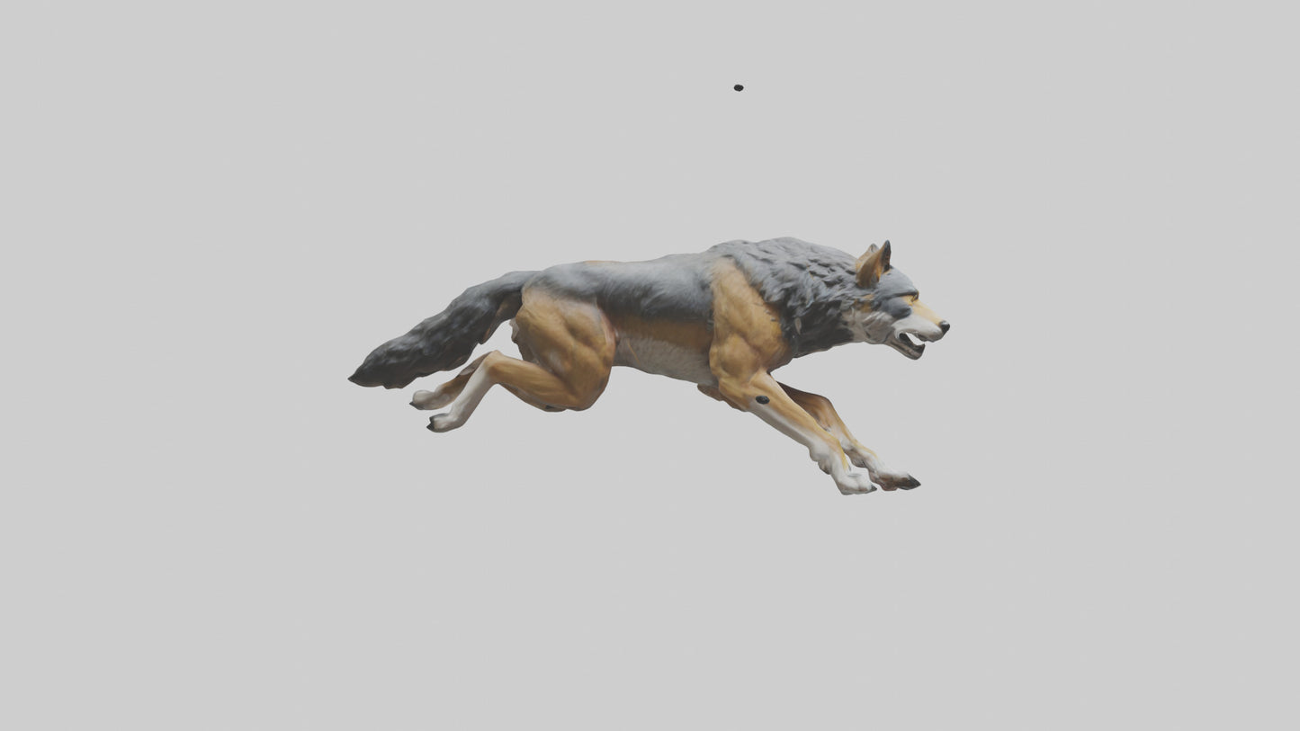3D model Indian Wolf running model VR / AR / low-poly