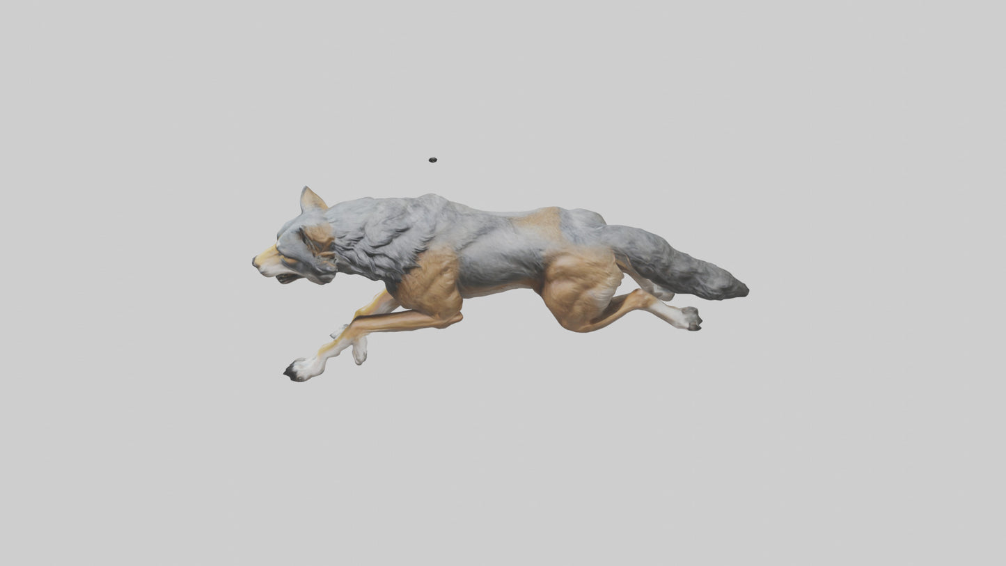 3D model Indian Wolf running model VR / AR / low-poly