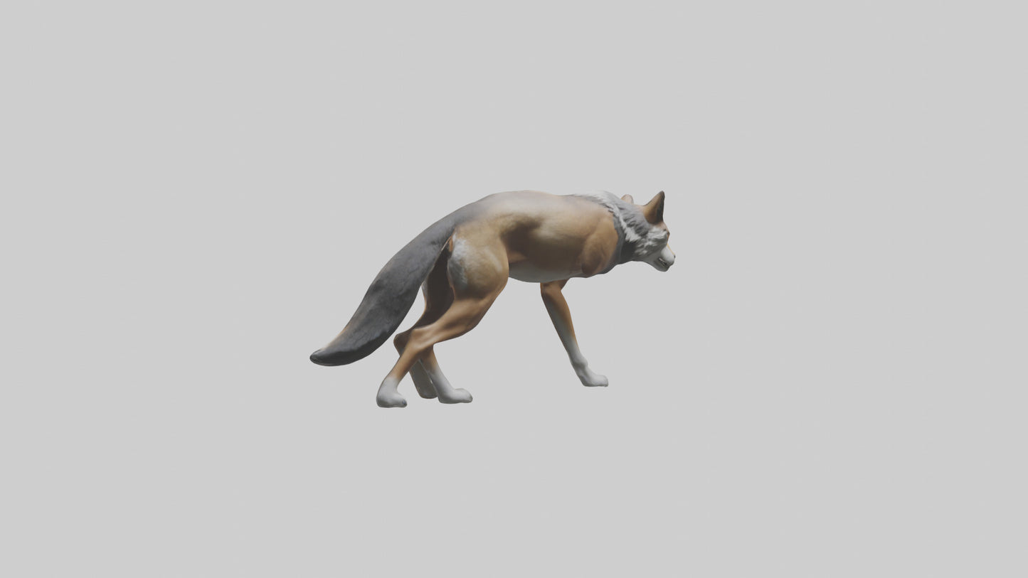 3D model Indian Wolf stalking model VR / AR / low-poly