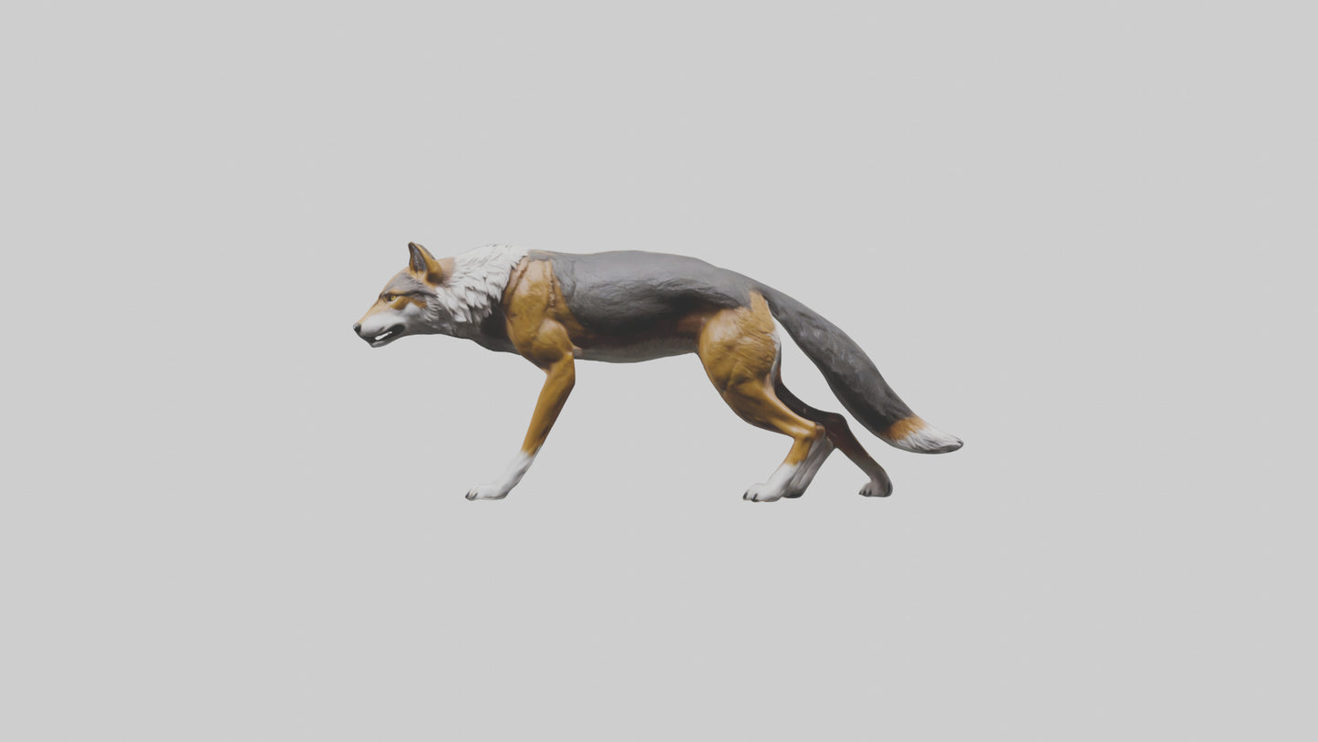 3D model Indian Wolf stalking model VR / AR / low-poly