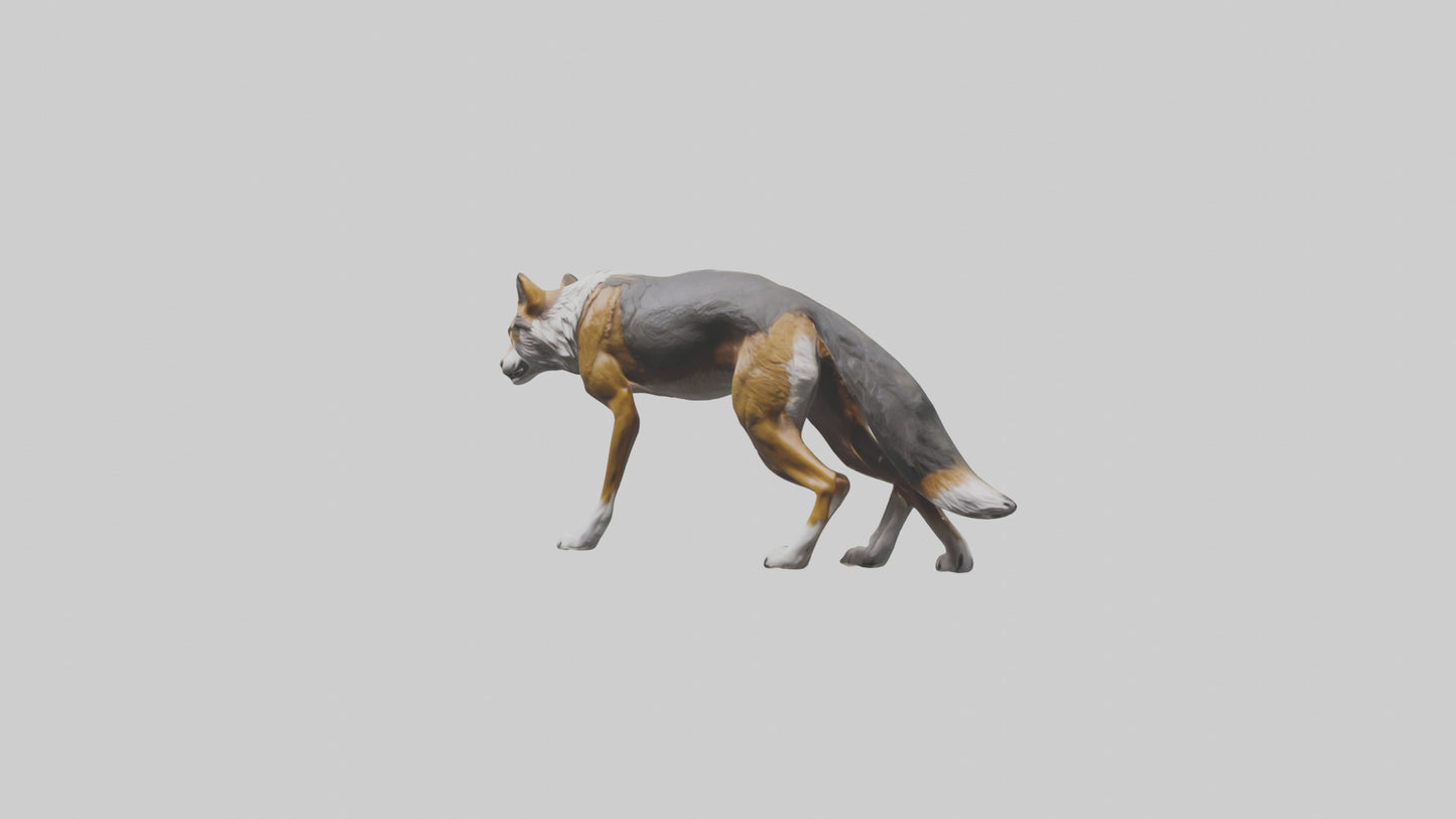 3D model Indian Wolf stalking model VR / AR / low-poly
