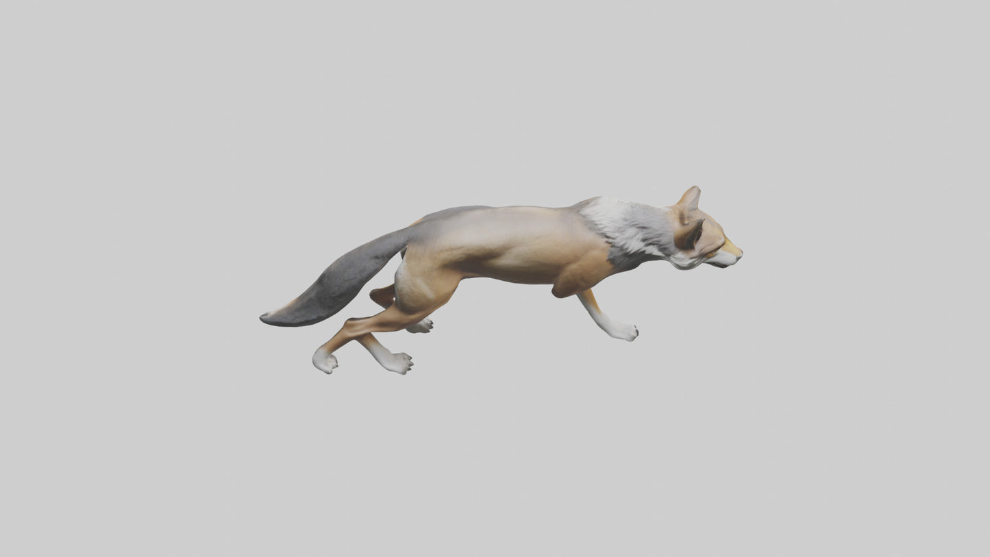 3D model Indian Wolf stalking model VR / AR / low-poly