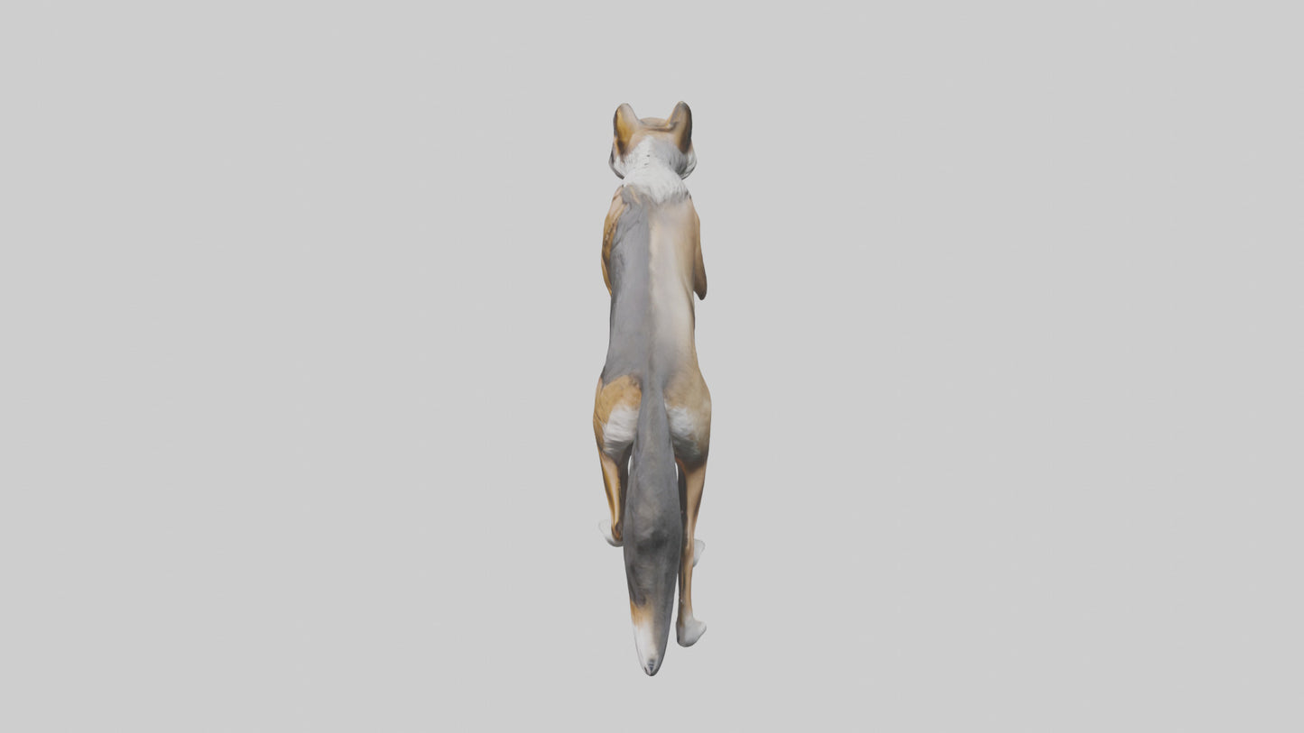 3D model Indian Wolf stalking model VR / AR / low-poly