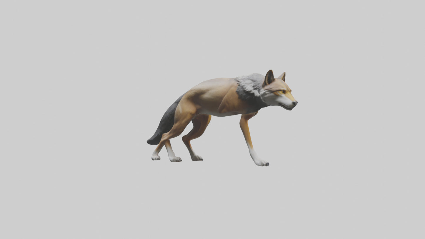 3D model Indian Wolf stalking model VR / AR / low-poly