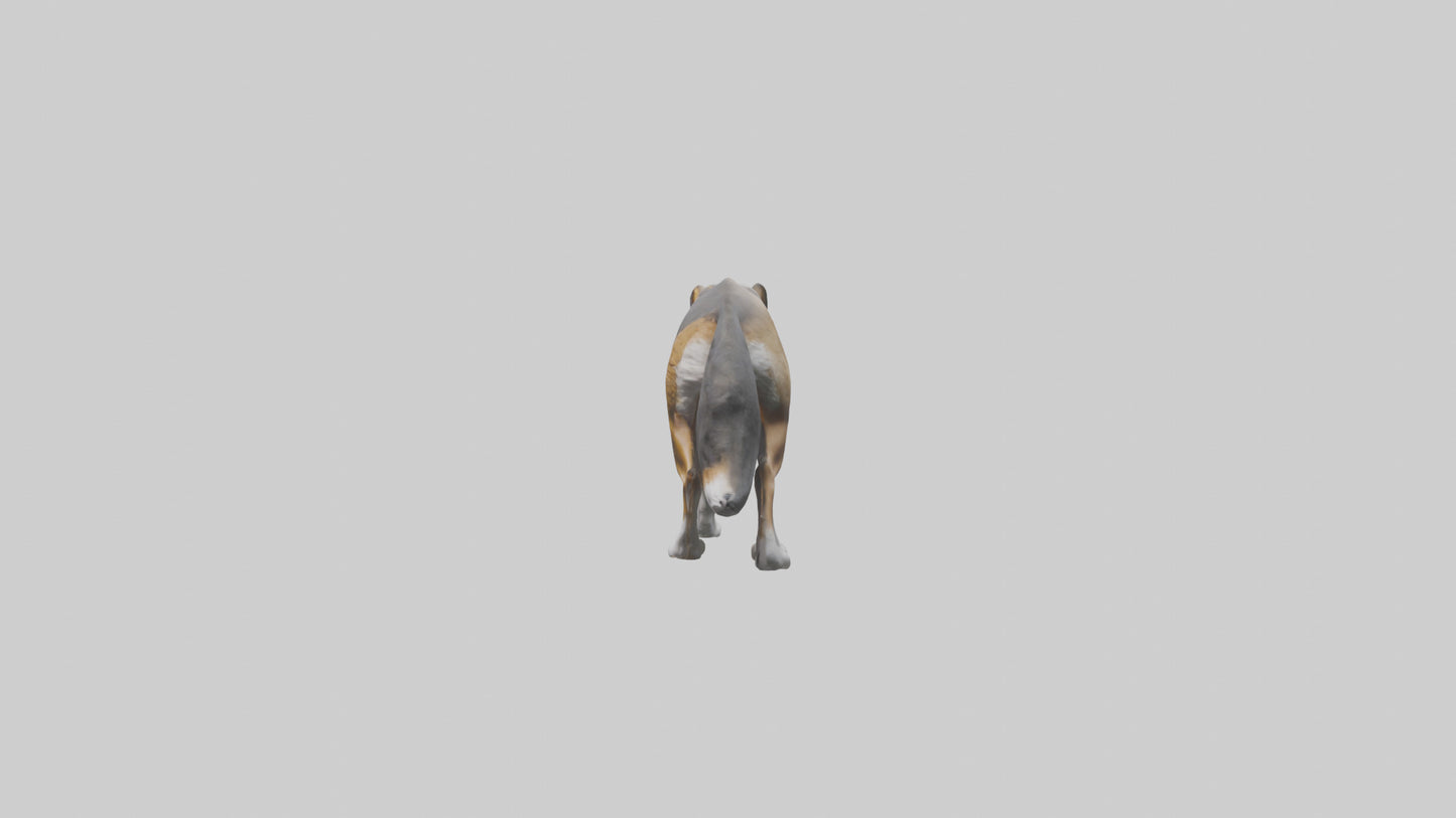 3D model Indian Wolf stalking model VR / AR / low-poly