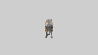 3D model Indian Wolf stalking model VR / AR / low-poly