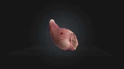 3D model Infected Esophagus VR / AR / low-poly