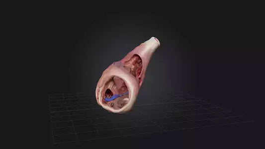 3D model Infected Esophagus VR / AR / low-poly