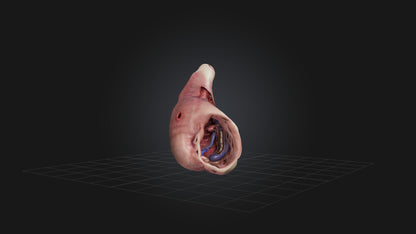 3D model Infected Esophagus VR / AR / low-poly