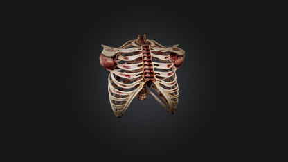 3D model Infected Rib Cage VR / AR / low-poly