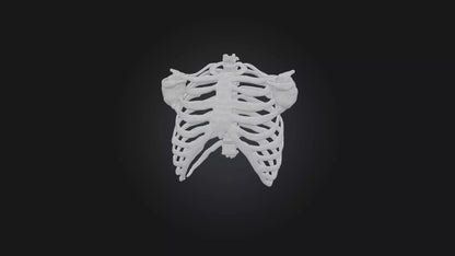 3D model Infected Rib Cage VR / AR / low-poly