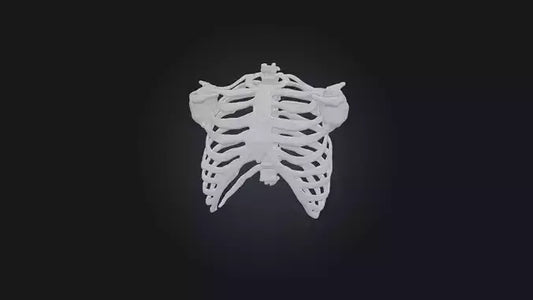 3D model Infected Rib Cage VR / AR / low-poly