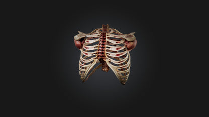 3D model Infected Rib Cage VR / AR / low-poly