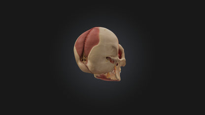 3D model Infected Sinus VR / AR / low-poly