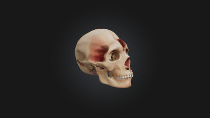 3D model Infected Sinus VR / AR / low-poly