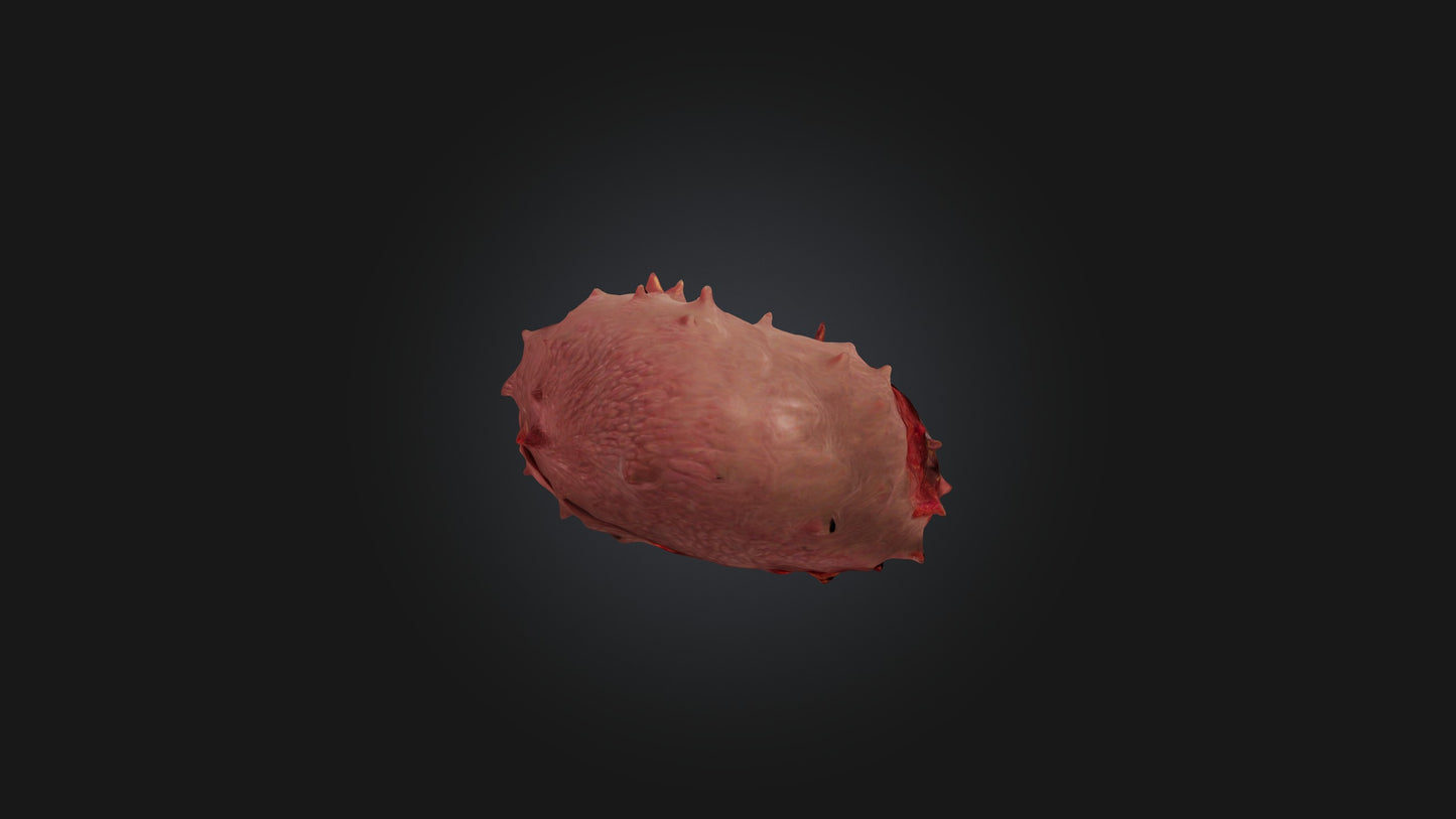 3D model Infected Spleen VR / AR / low-poly