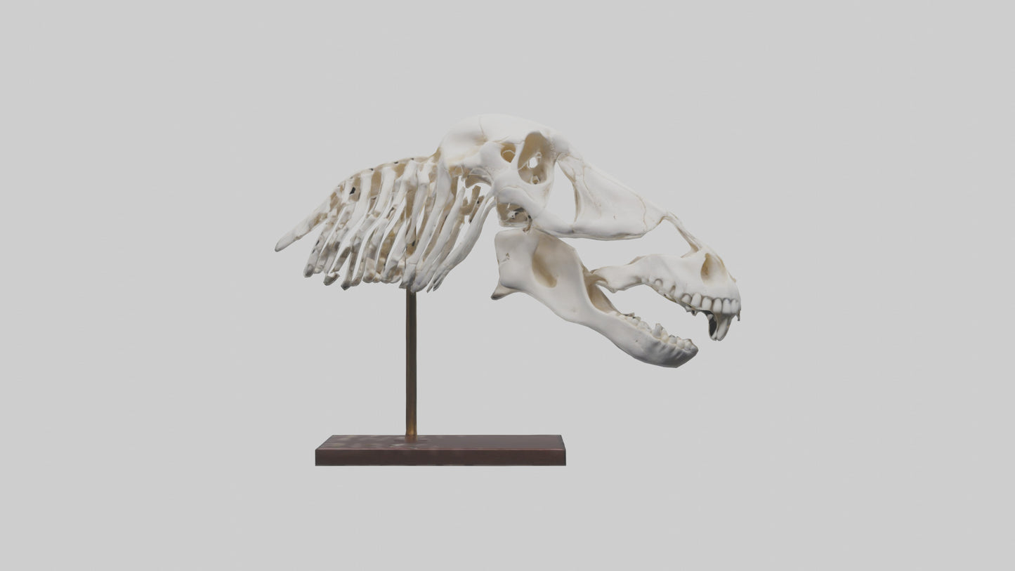 ippo Skull Skeleton model VR / AR / low-poly