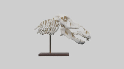 ippo Skull Skeleton model VR / AR / low-poly