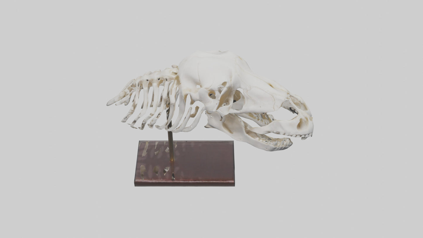 ippo Skull Skeleton model VR / AR / low-poly