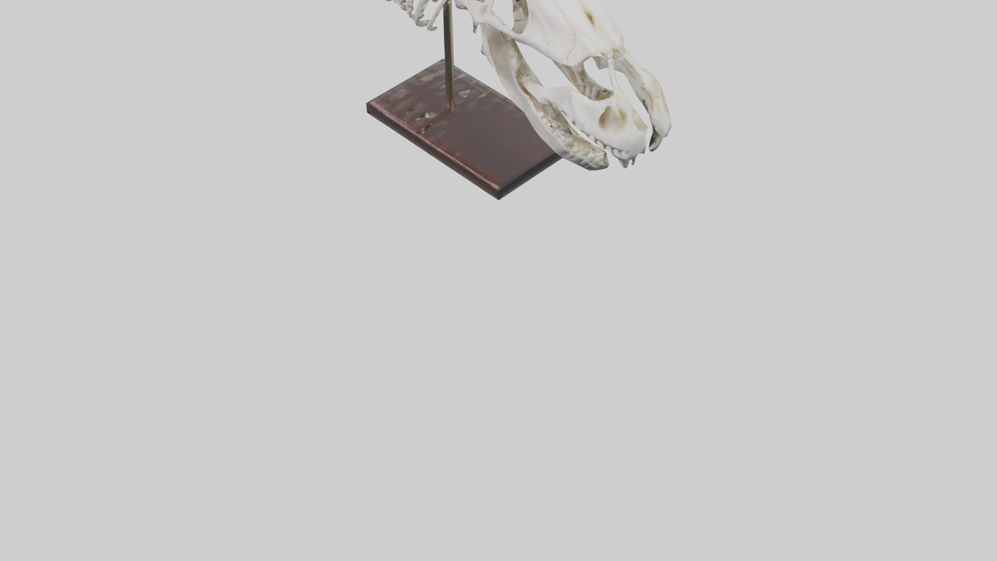 ippo Skull Skeleton model VR / AR / low-poly
