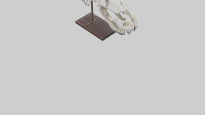 ippo Skull Skeleton model VR / AR / low-poly