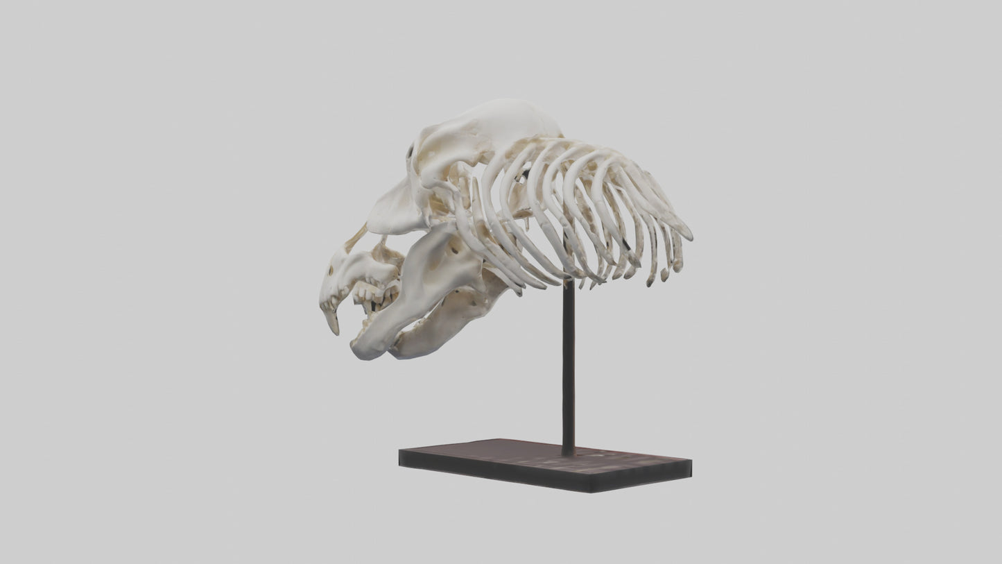 ippo Skull Skeleton model VR / AR / low-poly