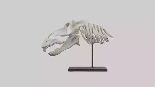 ippo Skull Skeleton model VR / AR / low-poly