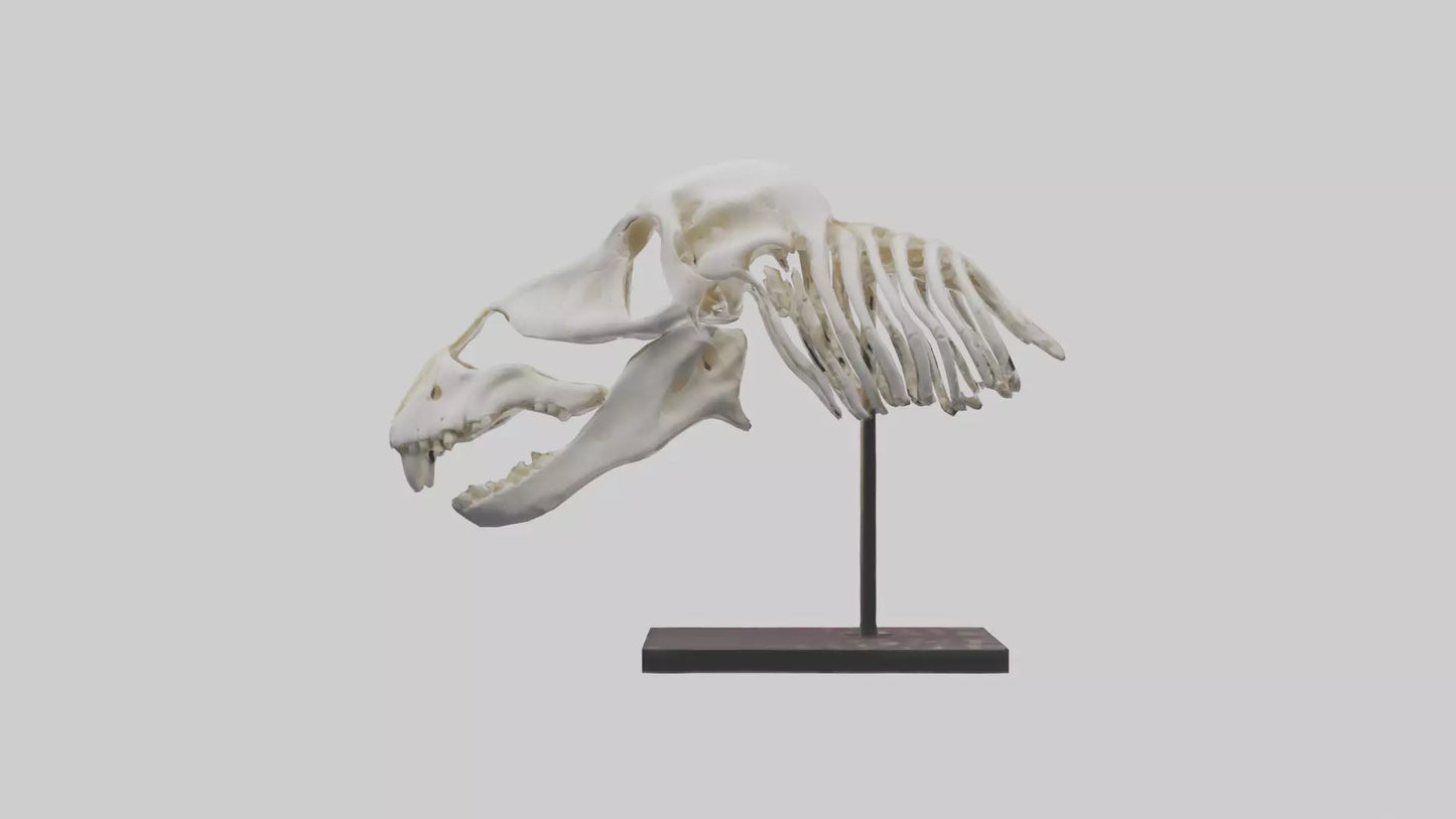 ippo Skull Skeleton model VR / AR / low-poly
