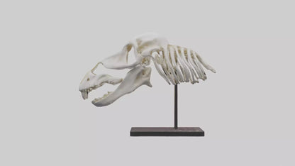 ippo Skull Skeleton model VR / AR / low-poly