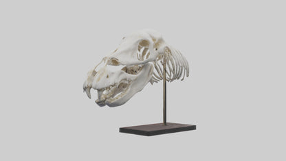 ippo Skull Skeleton model VR / AR / low-poly