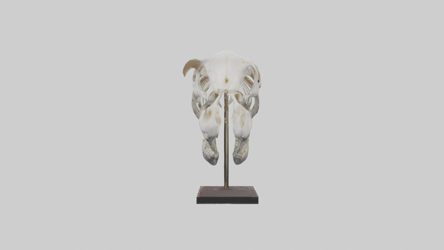 ippo Skull Skeleton model VR / AR / low-poly