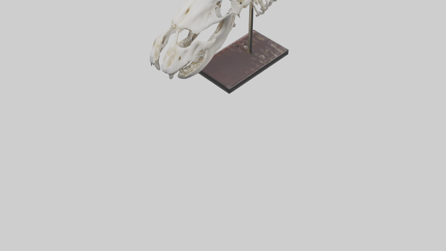 ippo Skull Skeleton model VR / AR / low-poly