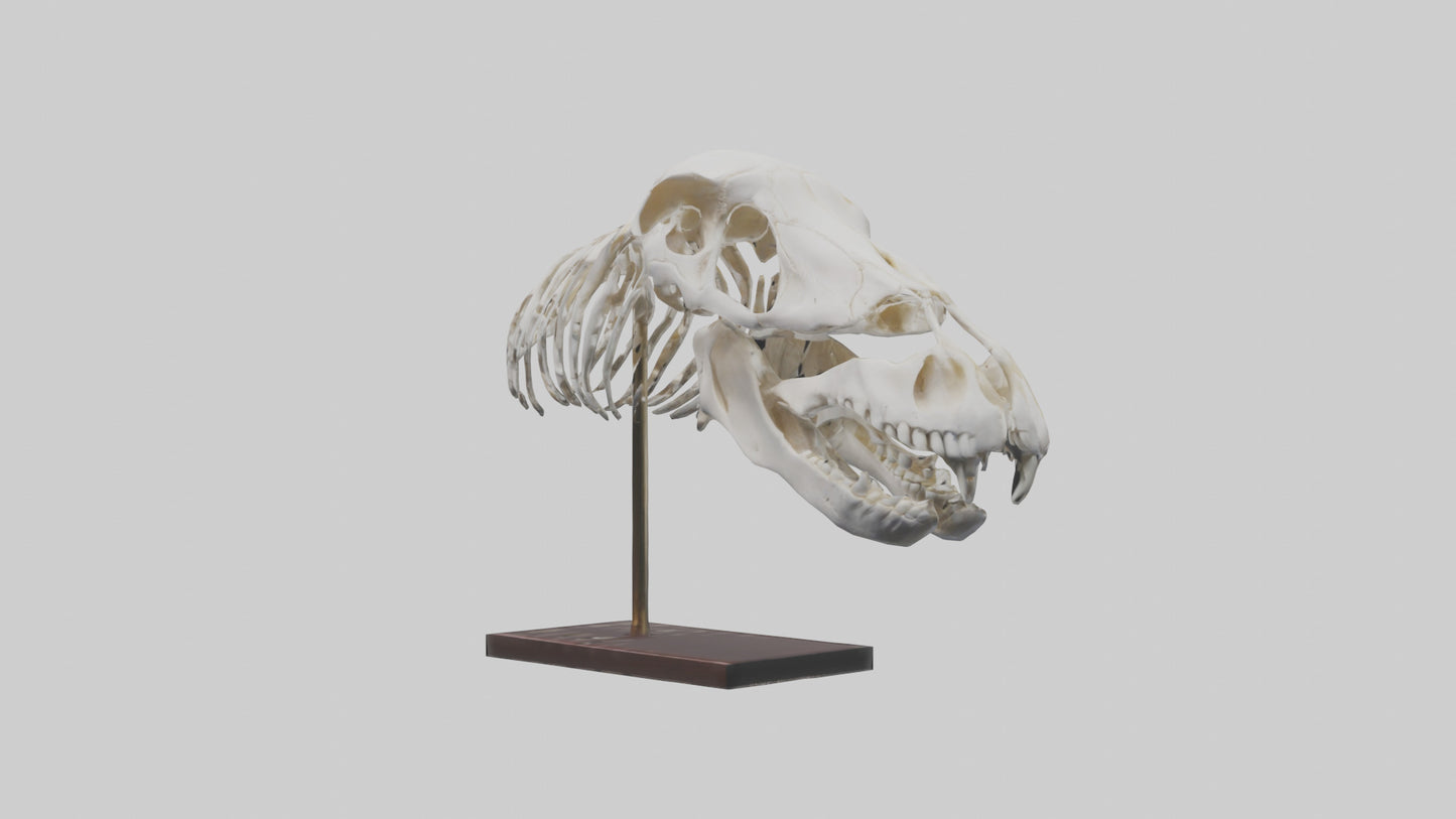 ippo Skull Skeleton model VR / AR / low-poly