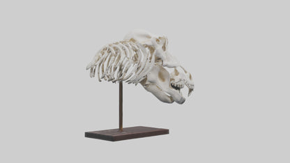ippo Skull Skeleton model VR / AR / low-poly