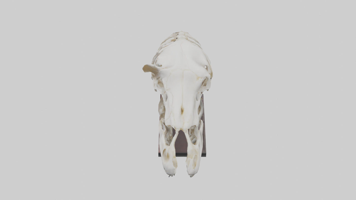 ippo Skull Skeleton model VR / AR / low-poly
