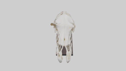 ippo Skull Skeleton model VR / AR / low-poly