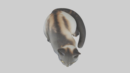 Iriomote Cat resting model VR / AR / low-poly