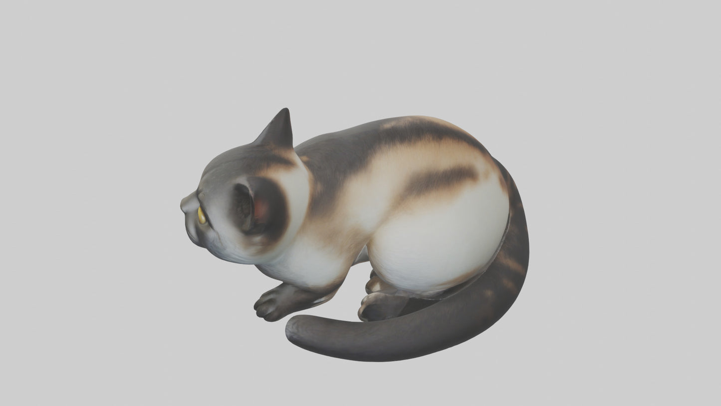 Iriomote Cat resting model VR / AR / low-poly