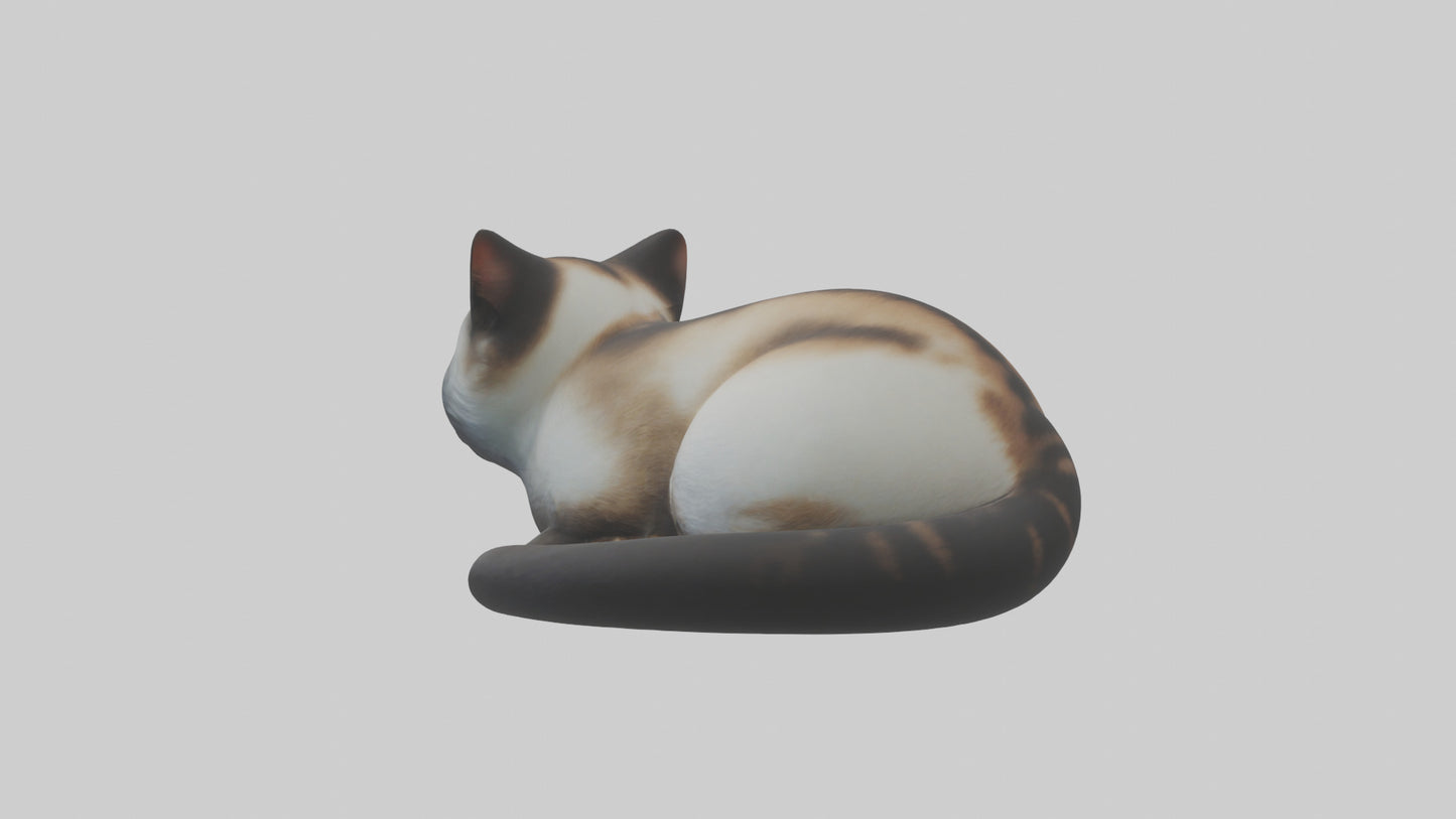 Iriomote Cat resting model VR / AR / low-poly