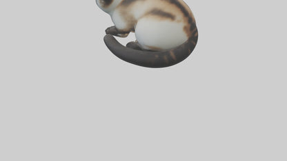 Iriomote Cat resting model VR / AR / low-poly