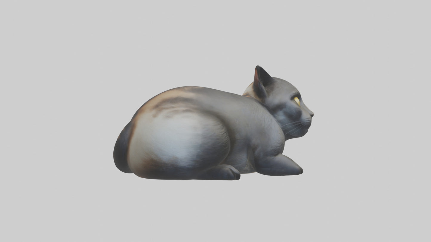 Iriomote Cat resting model VR / AR / low-poly