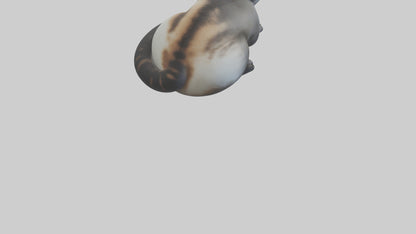 Iriomote Cat resting model VR / AR / low-poly