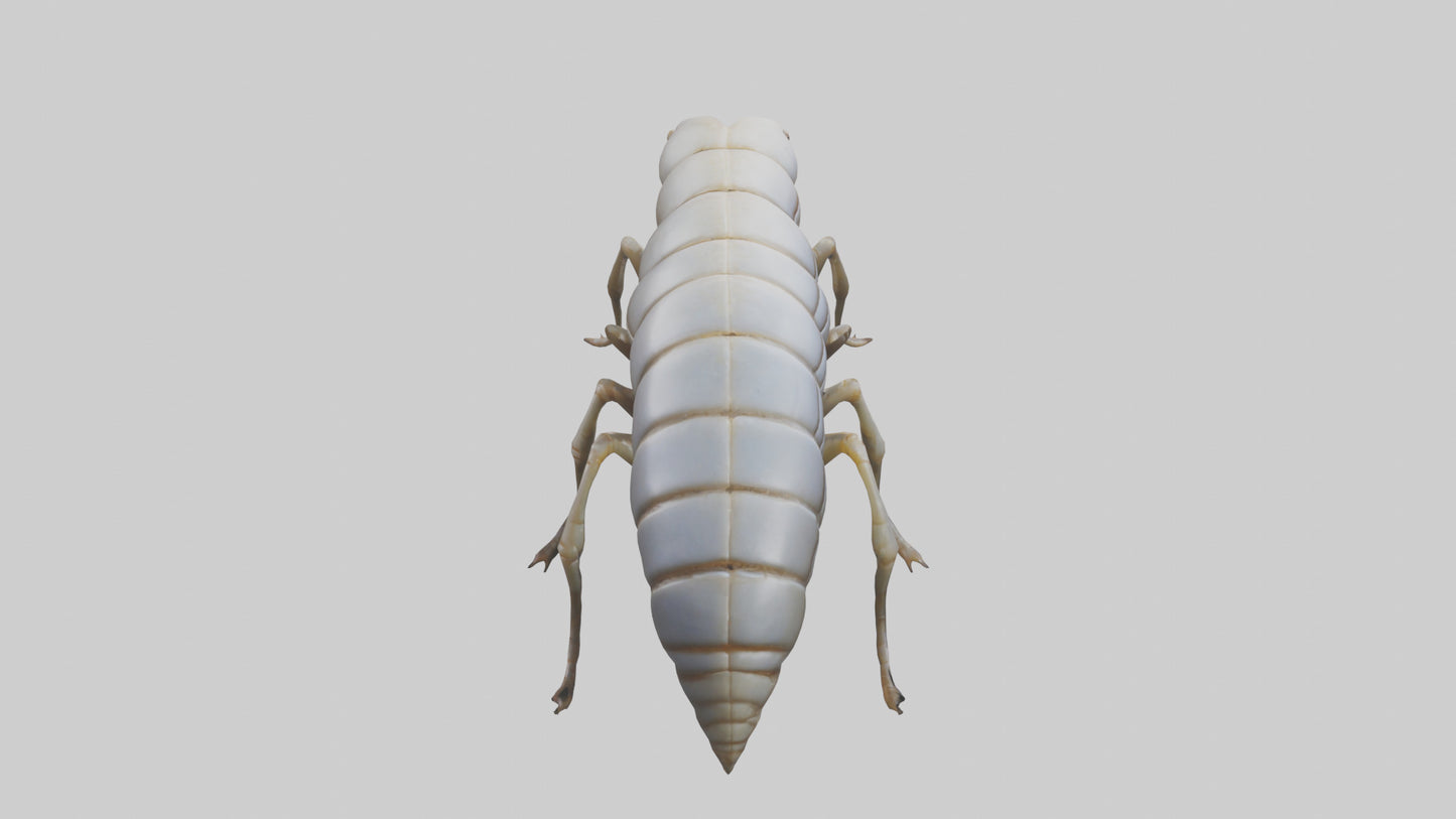 Isopod walking model VR / AR / low-poly